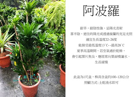 阿波羅植物風水